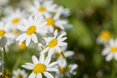 Top view of white daisies close-up
