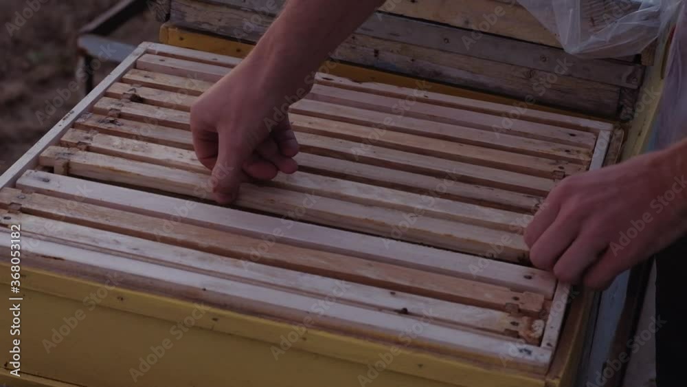 The beekeeper pulls out a honeycomb The beekeeper pulls out a honeycomb