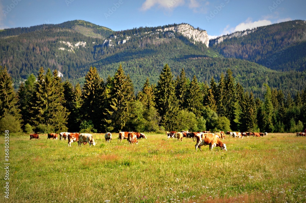 Krowy pasą się na łące pod Tatrami - obrazy, fototapety, plakaty 