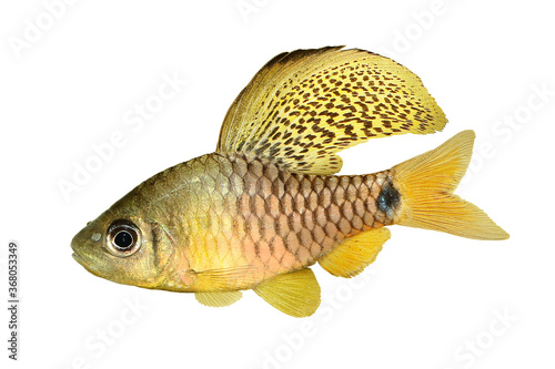 Drape finned barb Aquarium Fish Oreichthys crenuchoides neon highfin barb	
 photo