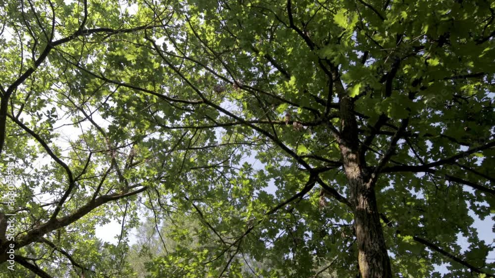 spinning video of trees and sky low angle view spinning video of trees and sky low angle view