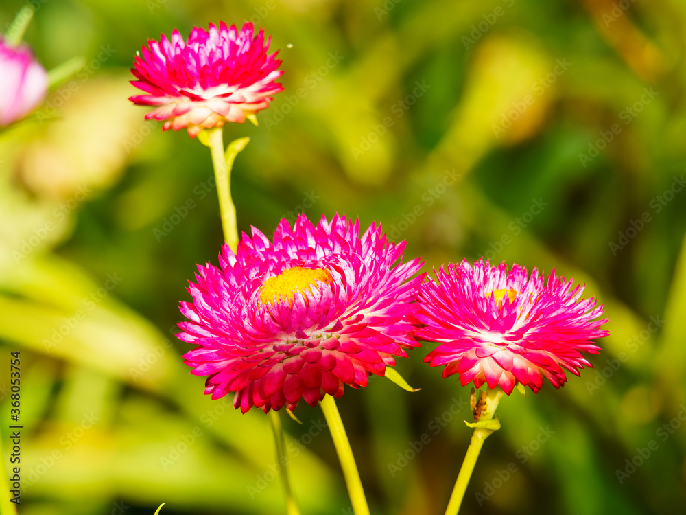 Xerochrysum bracteatum GartenStrohblumen oder Goldstrohblumen frisch