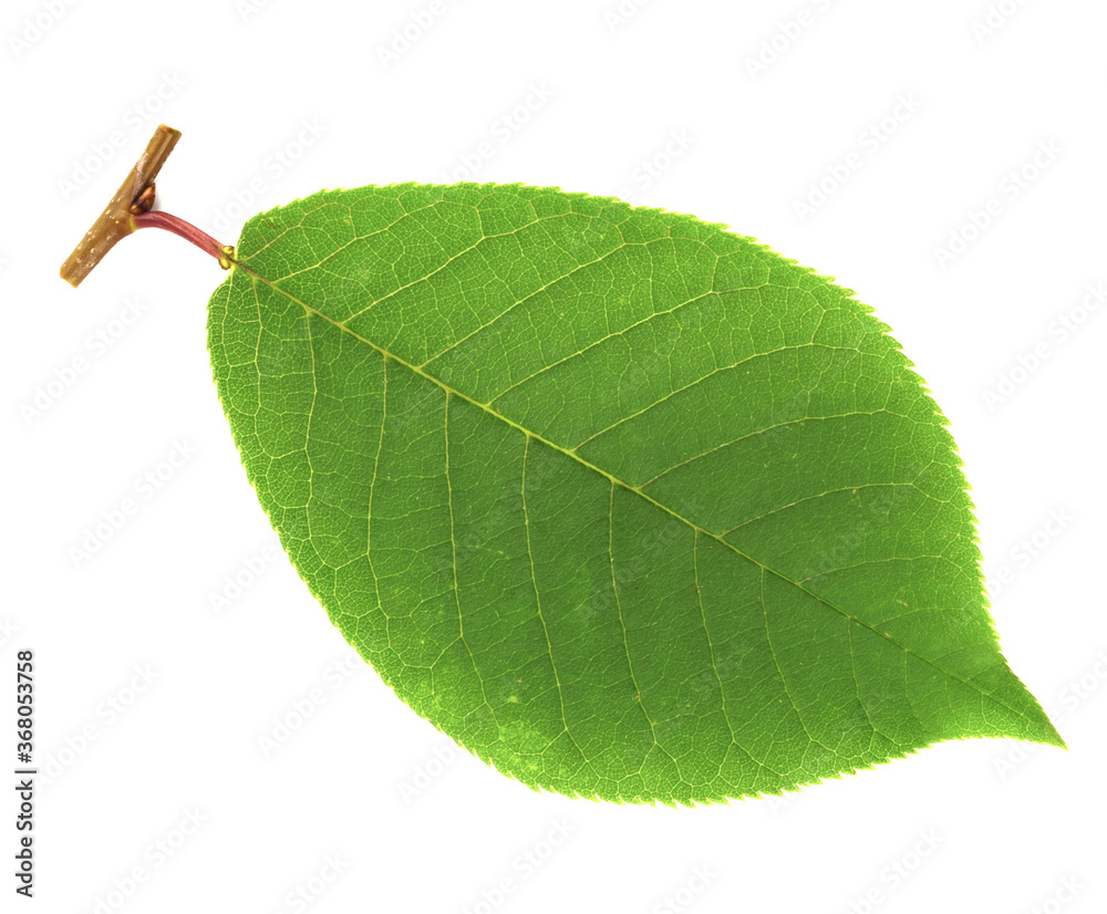 Prunus Padus Medicinal Plant Leaf. Also Known as Bird Cherry, Hackberry,  Hagberry, or Mayday Tree. Isolated on White Background. Stock Photo | Adobe  Stock