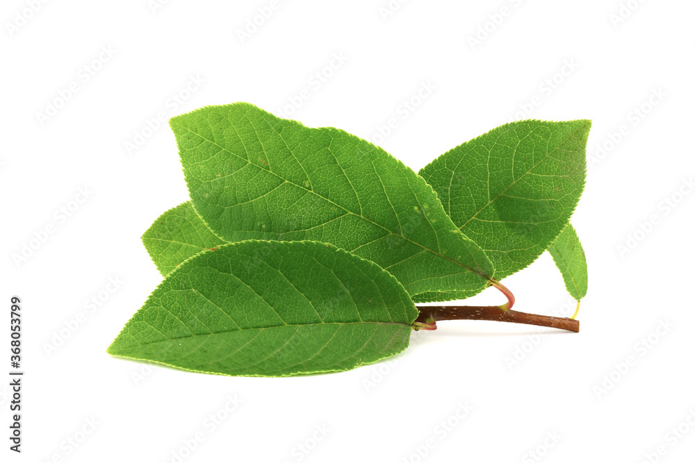 Fototapeta premium Closeup on Prunus Padus Medicinal Plant Branch with Leafs. Also Known as Bird Cherry, Hackberry, Hagberry, or Mayday Tree. Isolated on White Background.