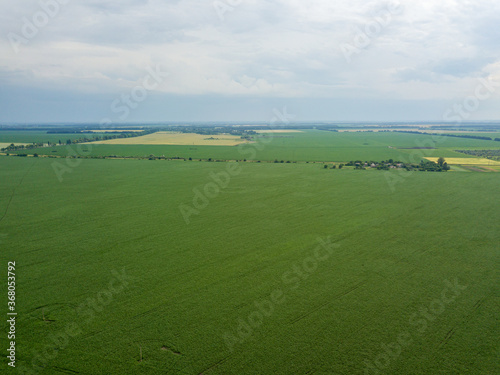 Aerial drone view. Green corn field in Ukraine.
