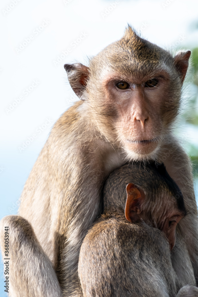 A monkey that holds a small monkey baby A monkey that holds a small monkey baby