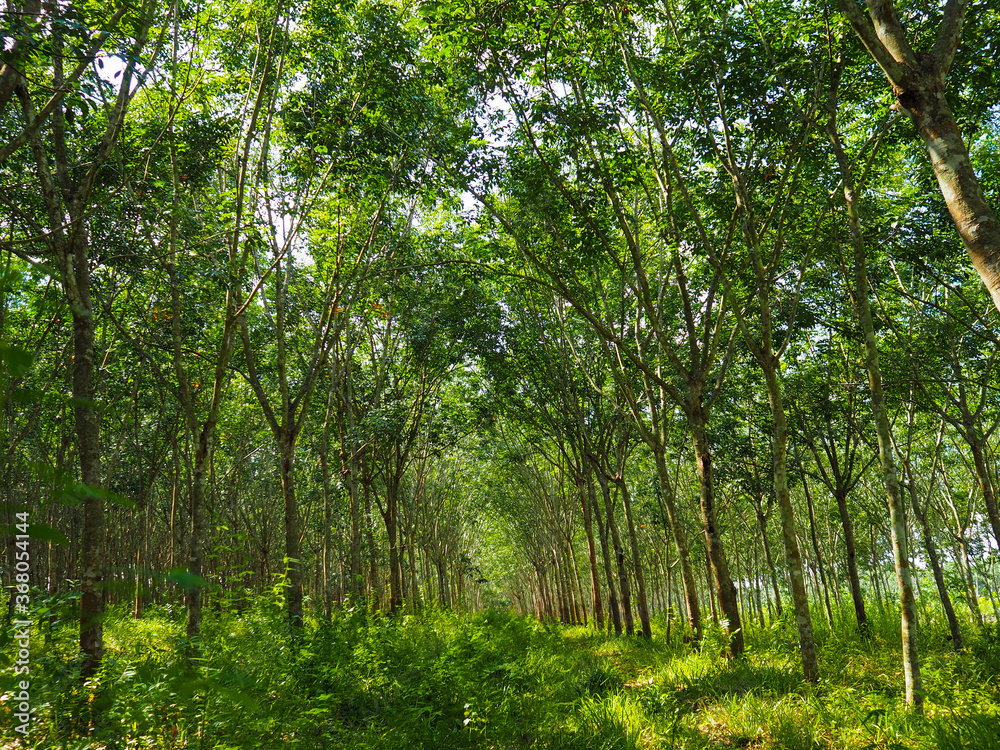 Orderly planted rubber tree plantations