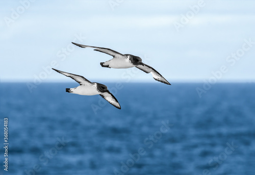 Cape Petrel (Daption capense) in South Atlantic Ocean, Southern Ocean, Antarctica