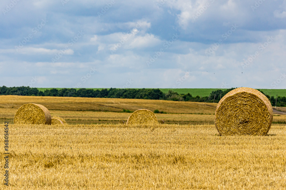 Fototapeta premium Endless field after harvesting wheat on blurry yellow background in evening at sunset. Huge round bales of yellow straw roll across field. Nature concept for design. Space, tranquility and relaxation.