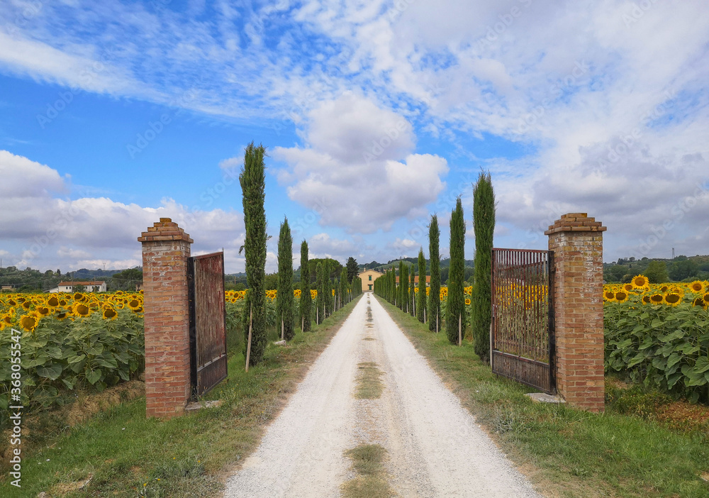 cancello aperto su una strada che porta ad una villa di campagna in toscana