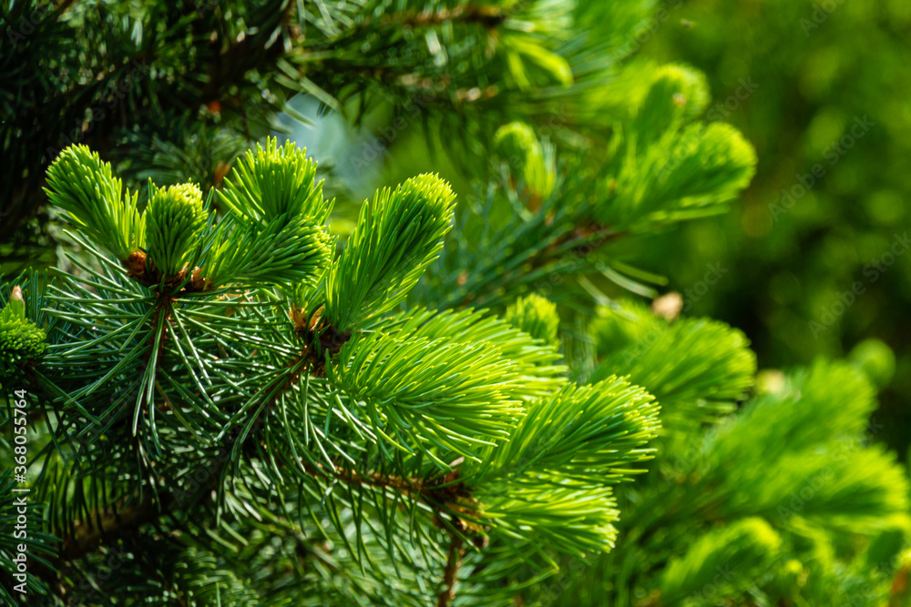 Young bright green soft needles on branch blue Christmas tree on blurred background of branches of evergreen. Selective focus. Close-up in natural sunlight. Festive mood. Nature concept for design. Young bright green soft needles on branch blue Christmas tree on blurred background of branches of evergreen. Selective focus. Close-up in natural sunlight. Festive mood. Nature concept for design.
