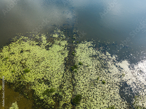 One fisherman in the water among water lilies. Aerial drone view.