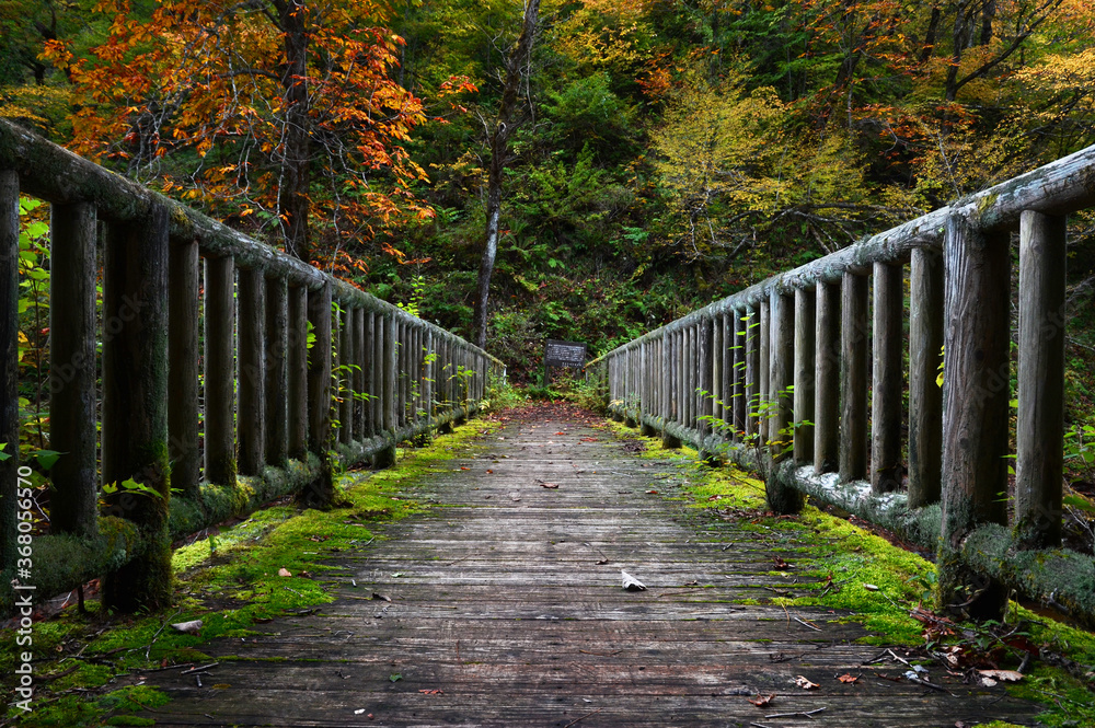 紅葉に染まる渓谷にかかる古びた木製の橋