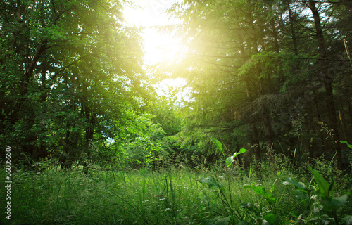 Sunset in beautiful green forest in summer.