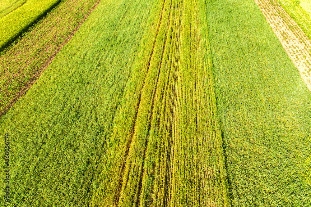 Aerial view of green agricultural fields in spring with fresh vegetation after seeding season on a warm sunny day. Aerial view of green agricultural fields in spring with fresh vegetation after seeding season on a warm sunny day.