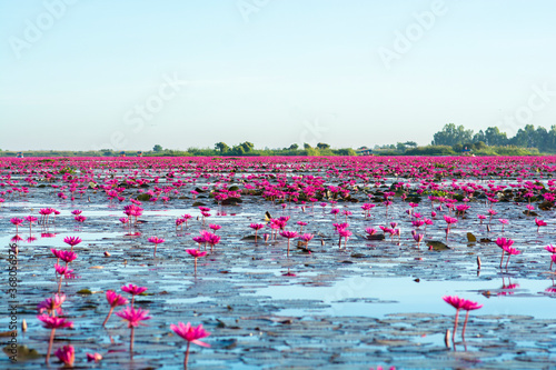 Red lotus lake at sunrise in the morning time.Udon-thani Thailand.