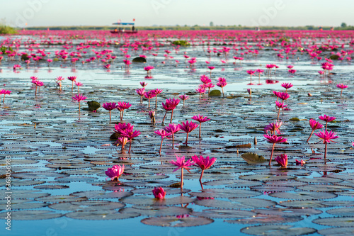 Red lotus lake at sunrise in the morning time.Udon-thani Thailand.