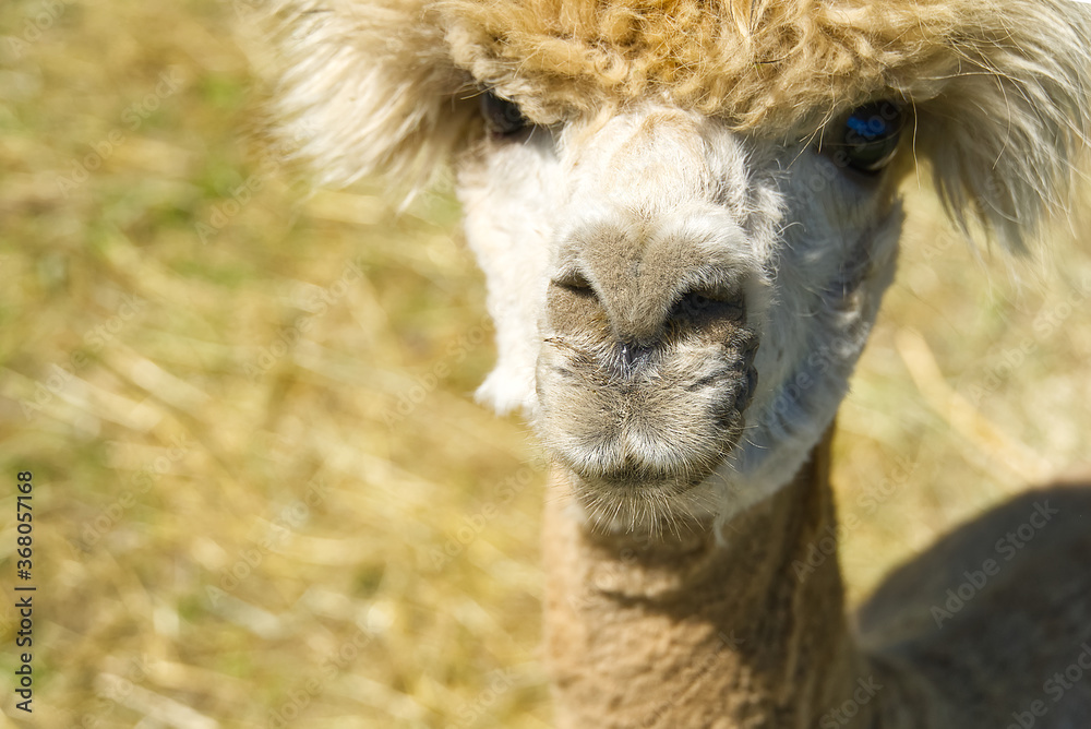 Close up portrait of a brown alpaca standing in the green summer meadow.