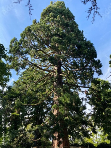 Giant sequoia (Sequoiadendron giganteum), giant redwood, Sierra redwood, Wellingtonia, Kalifornischer Berg-Mammutbaum, Riesen-Mammutbaum, Bergmammutbaum, Golemi mamutovac or Golema sekvoja photo