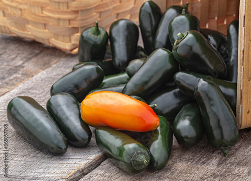 "Black" jalapeno peppers with a contrasting orange pepper tumbling out a basket on a rustic wood surface 