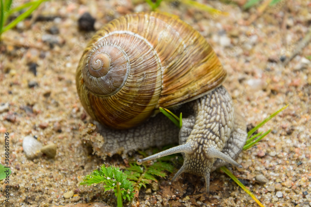 Big snail close up photo in the green grass, that is trying to get somewhere. Big snail close up photo in the green grass, that is trying to get somewhere.