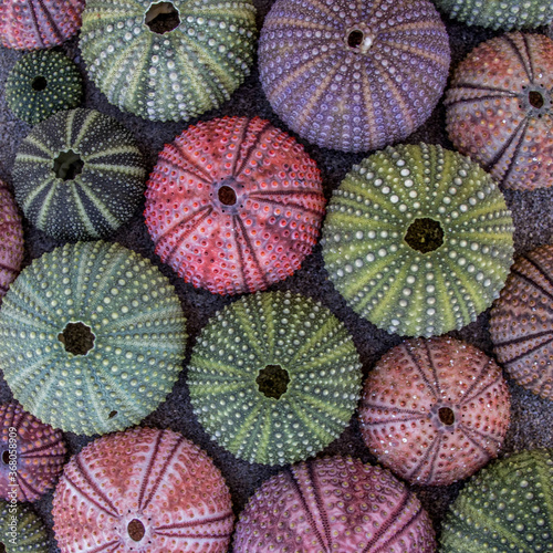 sea urchin shells laying on dark wet sand, top view closeup