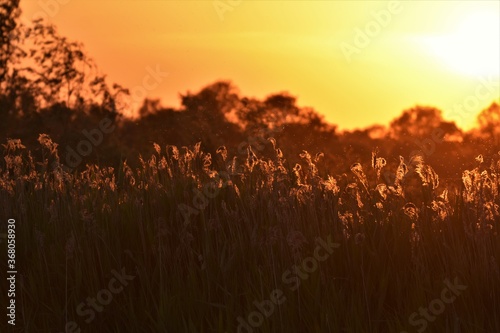 Sunset hitting the reeds at Burwell Fen