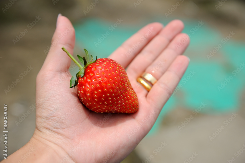 Obraz premium strawberry in hand.
