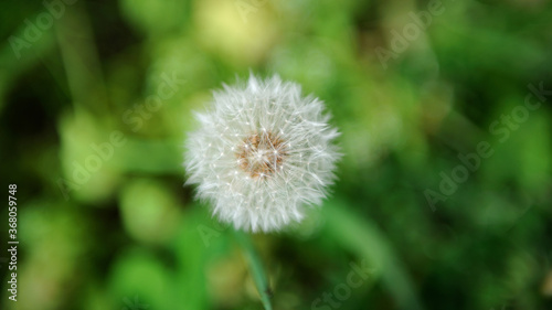 dandelion on green background © THUWANAN