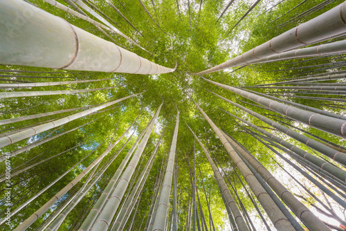 The uprisen angle of bamboo forest with glorious morning sunshine in Kyoto,Japan.