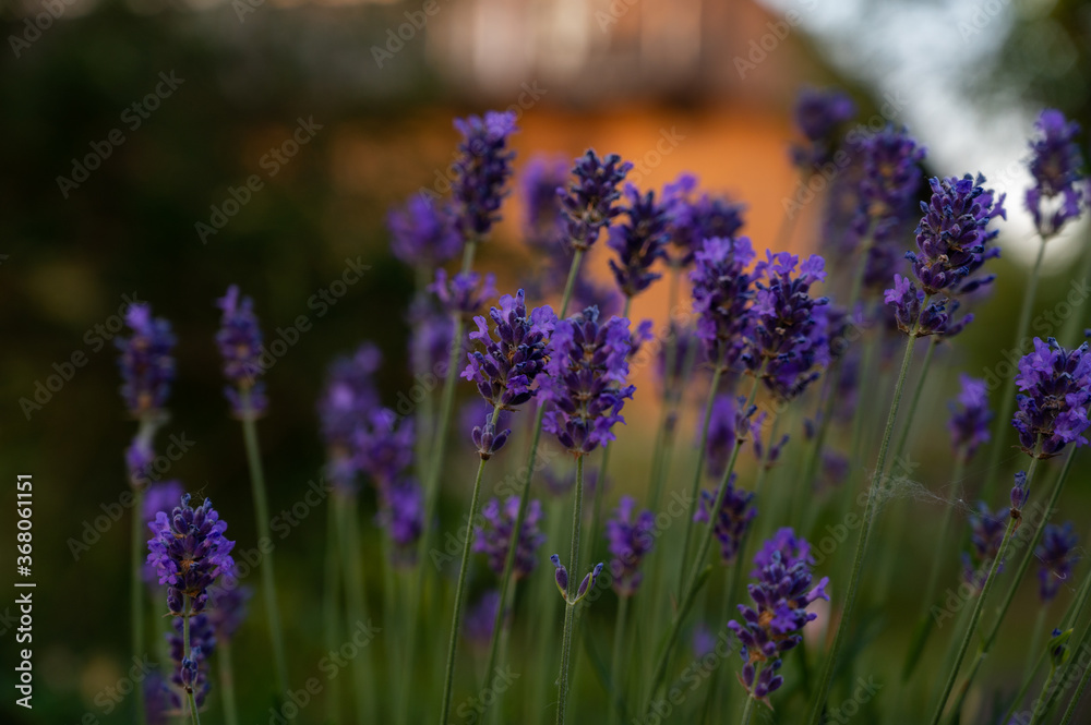 Obraz premium Close up of the lavender flowers with an orange house in the background.