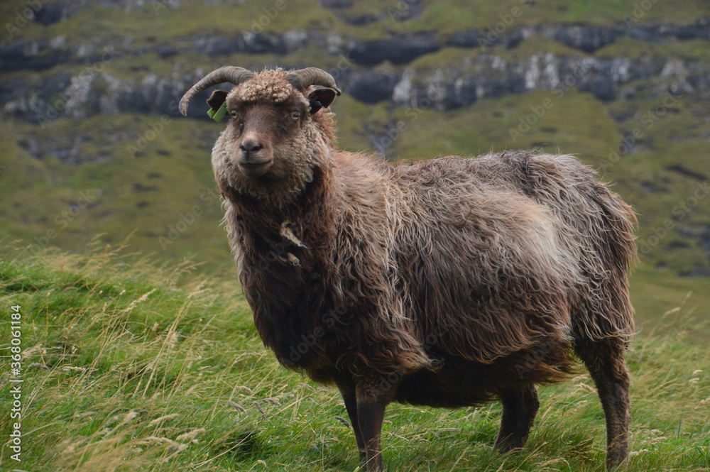 The dramatic coast and mountain landscapes of the Faroe Islands The dramatic coast and mountain landscapes of the Faroe Islands