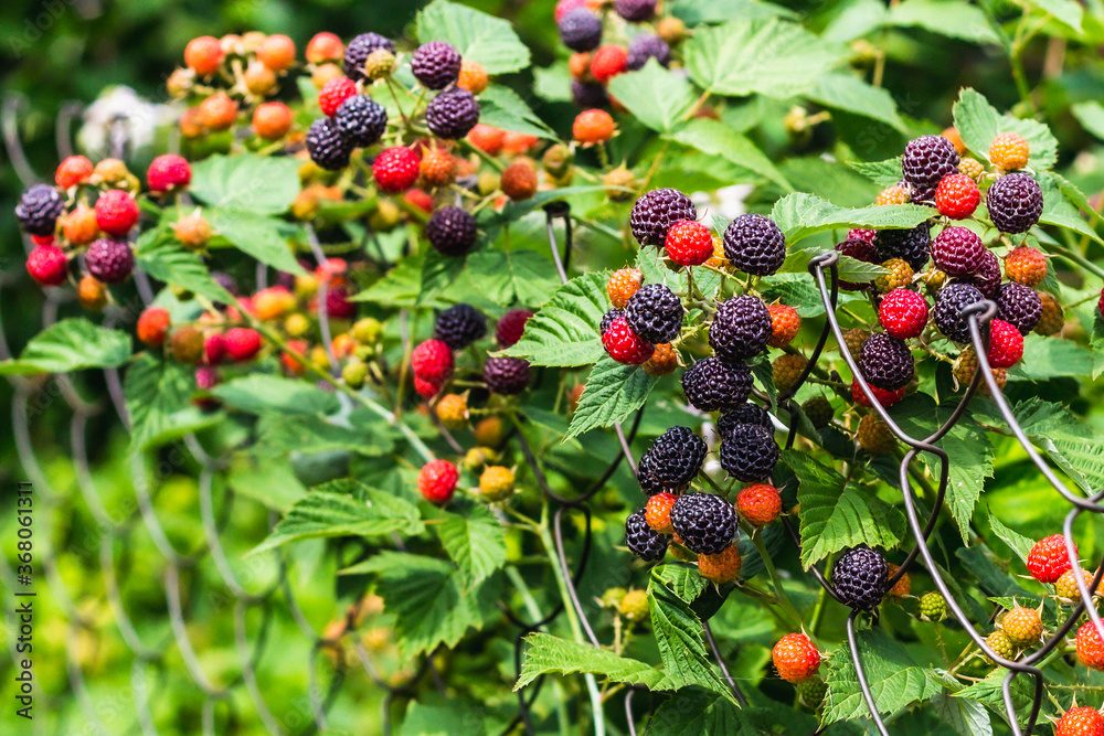 Ripe and unripe blackberries. fruits blackberries on a branch. Unripe blackberry on a shrub. Blackberry prickly bush. Green blackberries on a shrub. Blackberry flowering bush. Ripe and unripe blackberries. fruits blackberries on a branch. Unripe blackberry on a shrub. Blackberry prickly bush. Green blackberries on a shrub. Blackberry flowering bush.