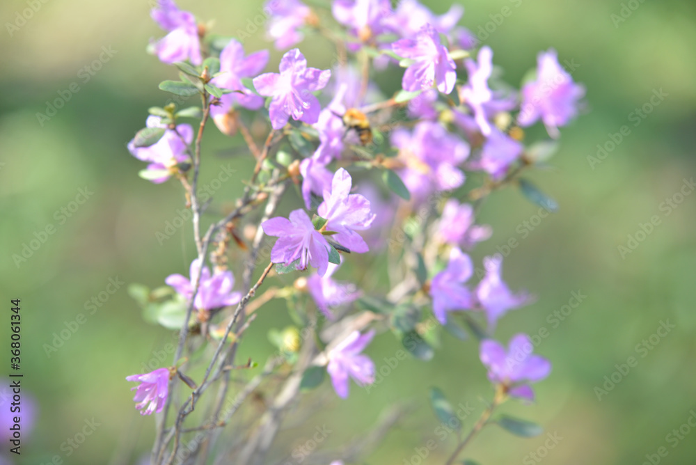 lilac flowers on a green background lilac flowers on a green background