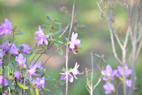 purple flowers in the garden © Любаша Позднякова