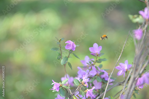 purple flowers on a meadow