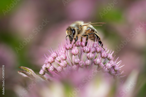Bee - Apis mellifera - pollinates Astrantia Major