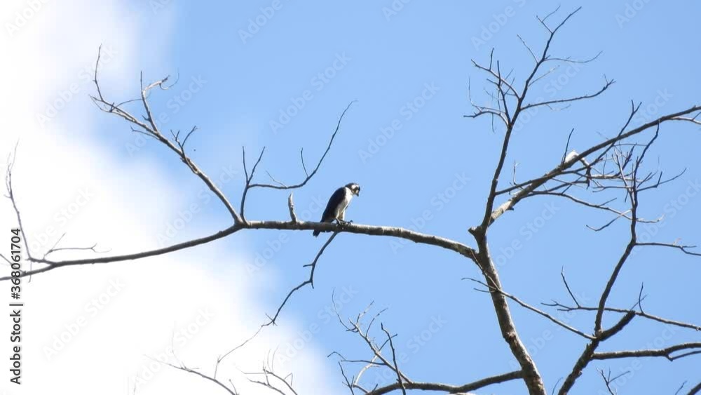 Collared falconet in the forest Collared falconet in the forest