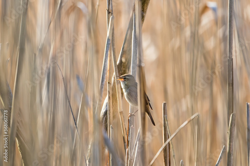 Ptaki koncert Acrocephalus schoenobaenus