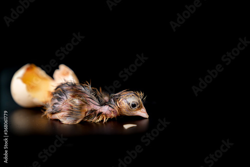 Fototapeta Naklejka Na Ścianę i Meble -  The 1st minute of Black Brown Chick hatches from egg on black background.