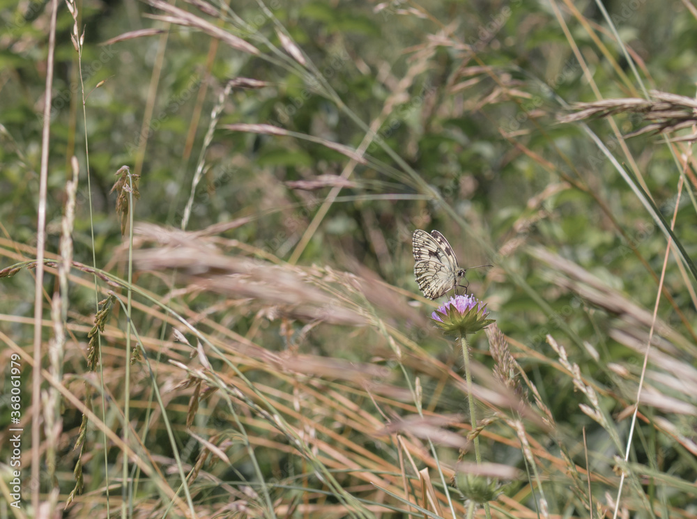 Marbled White butterfly, Melanargia galathea, in summer grass and thistle Marbled White butterfly, Melanargia galathea, in summer grass and thistle