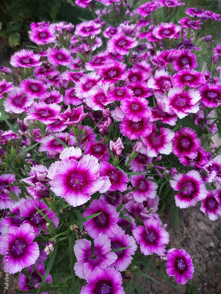pink flowers in the garden pink flowers in the garden