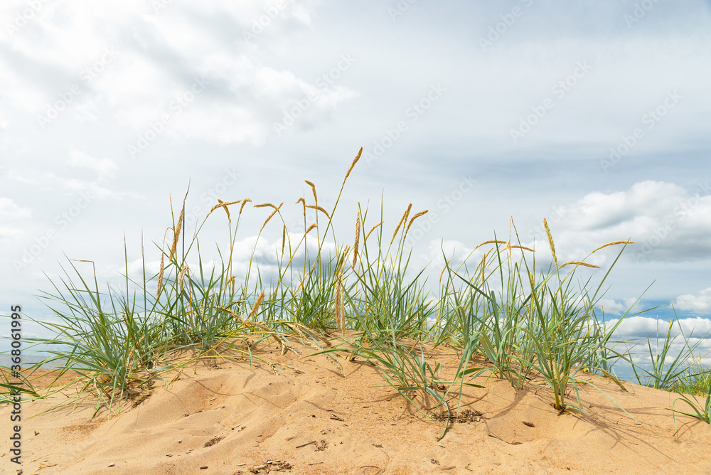 Ears of coastal grass on a sand dune of the seashore