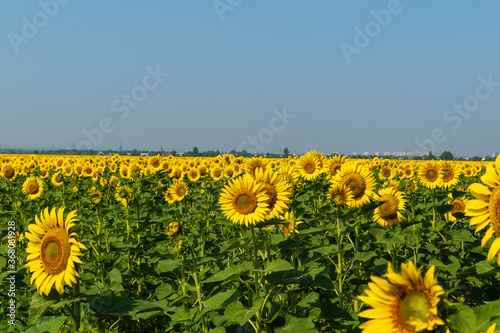 Yellow sunflower field on a green background 2