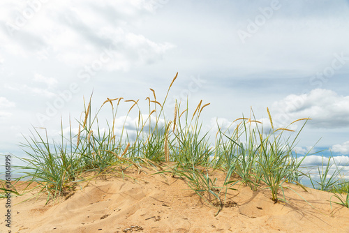 Ears of coastal grass on a sand dune of the seashore © Nelli