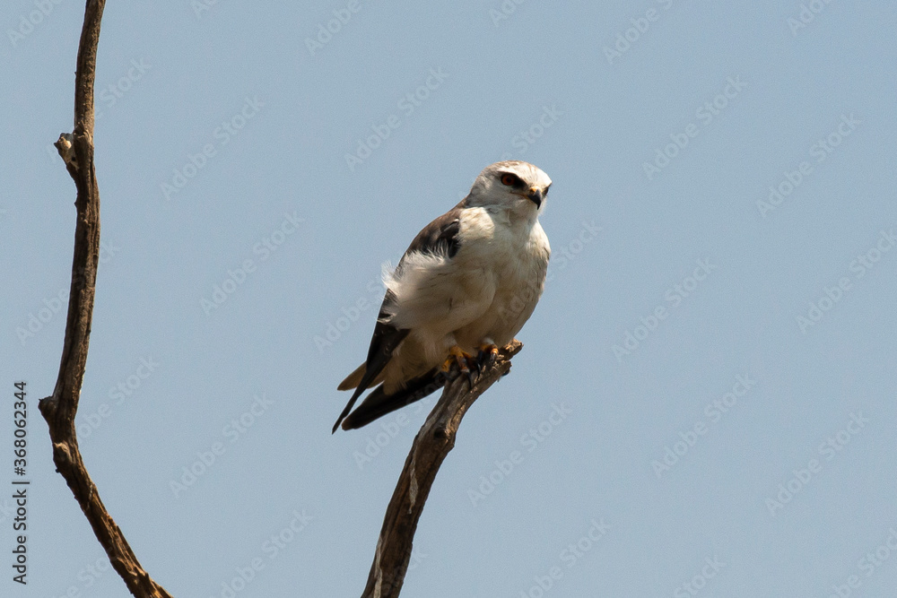 Elanion blanc, .Elanus caeruleus, Black winged Kite Elanion blanc, .Elanus caeruleus, Black winged Kite