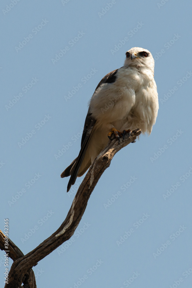 Elanion blanc, .Elanus caeruleus, Black winged Kite Elanion blanc, .Elanus caeruleus, Black winged Kite