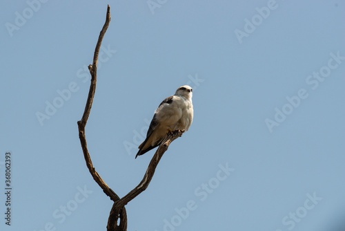Elanion blanc, .Elanus caeruleus, Black winged Kite