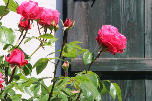 Rosengarten vor altem Gebäude, Vorgarten mit blühenden Rosen