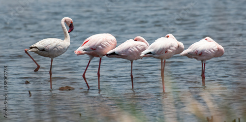 Flamant nain .Phoeniconaias minor  Lesser Flamingo  Afrique du Sud